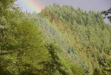 Regenbogen über dem spätsommerlichen Wald