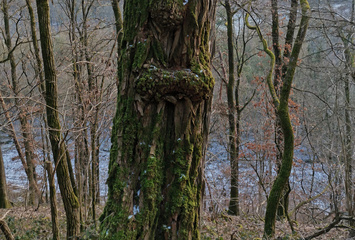 Naturdenkmal