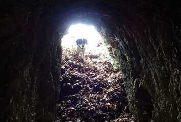 Hündin Suki blickt in die Höhle bei Niedertiefenbach