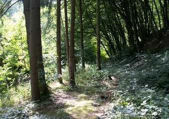 Waldbaden