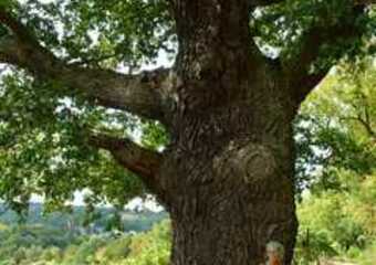 Erdheilende + liebende Kraft stärken