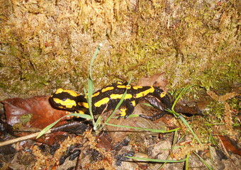Feuersalamander