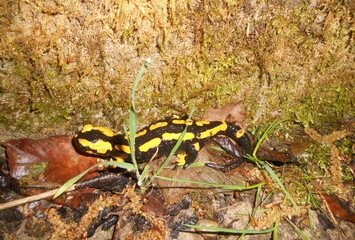 Feuersalamander
