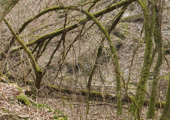Magie im Jammertal - Belebte Natur