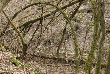 Elfenbogen