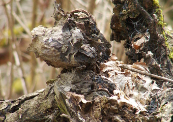 Magie im Jammertal - Belebte Natur