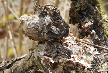 Laubskulptur der Natur