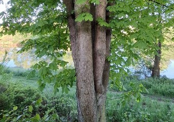 Waldbaden im Sommerwald