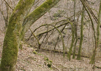 Magie im Jammertal - Belebte Natur