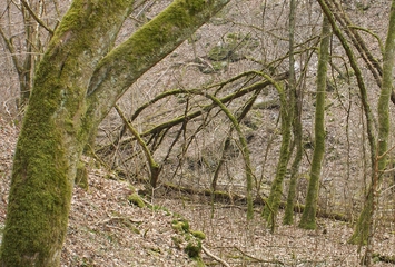 Elfenbogen