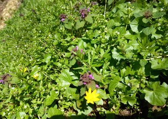 Wanderung essbare Wildpflanzen - einfach wild