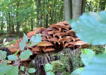 Waldbaden im Herbstwald