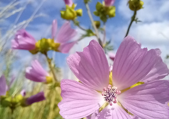 Wanderung essbare Wildpflanzen - einfach wild