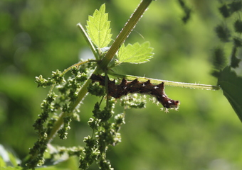 Wanderung essbare Wildpflanzen - einfach wild
