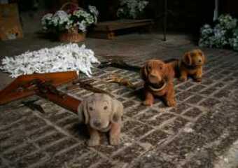 Engel, Kunst & Kitsch Ausstellung 2009