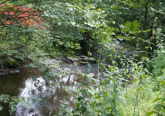 Magie im Jammertal - Belebte Natur