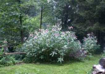 Magie im Jammertal - Belebte Natur