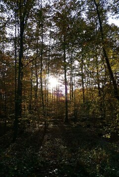 Im Wald