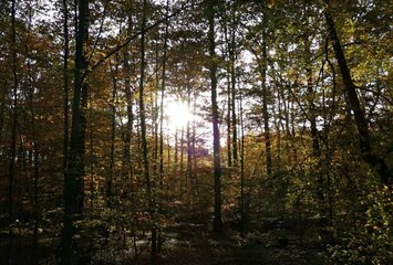 Im Wald