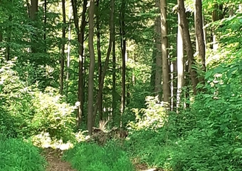 Waldbaden