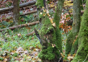 Magie im Jammertal - Belebte Natur