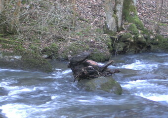 Magie im Jammertal - Belebte Natur