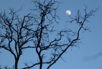 Mond mit Baum