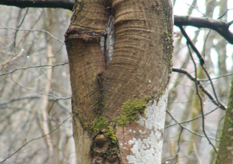 Magie im Jammertal - Belebte Natur