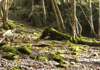 Magie im Jammertal - Belebte Natur