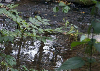 Magie im Jammertal - Belebte Natur