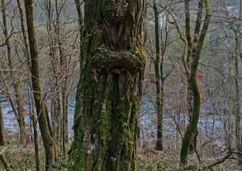 Magie im Jammertal - Belebte Natur