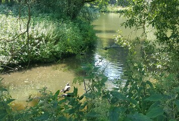 Reiher an der Mündung des Dörsbach in die Lahn