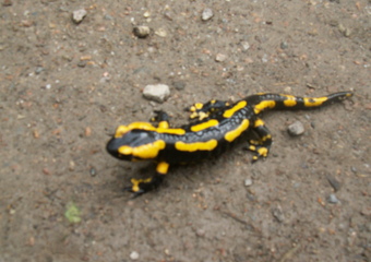 Feuersalamander