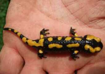 Feuersalamander