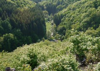 Waldbaden