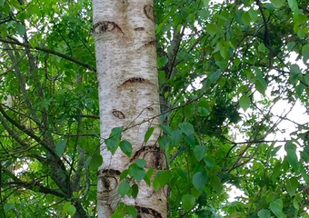Magie im Jammertal - Belebte Natur