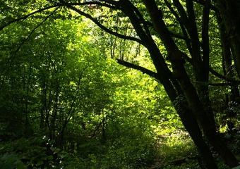 Waldbaden