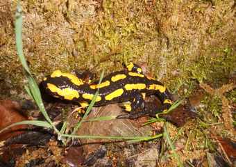 Feuersalamander