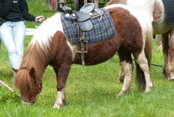 Ponyreiten 1. Mai 2008