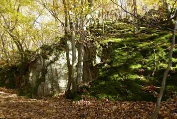 Im Jammertal, junger Baum im Frühling vor einer Felswand