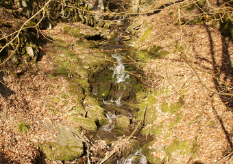 Magie im Jammertal - Belebte Natur