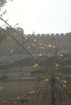 Blick vom Ölberg auf die Mauern von Jerusalem 2011