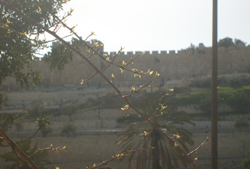 Blick vom Ölberg auf die Mauern von Jerusalem 2011