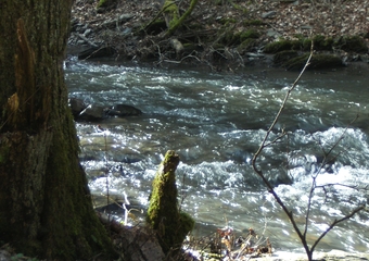 Magie im Jammertal - Belebte Natur