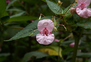 Impatiens (Bachblüte), Foto: Birgit Weidmann