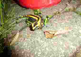Feuersalamander