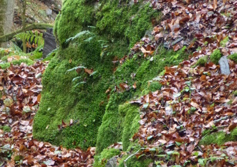 Magie im Jammertal - Belebte Natur