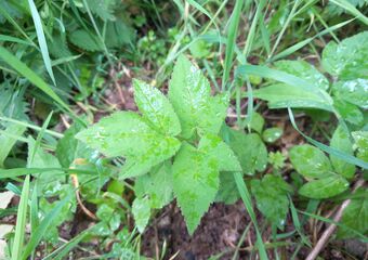 Wanderung essbare Wildpflanzen - einfach wild
