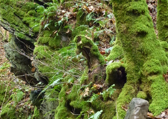 Magie im Jammertal - Belebte Natur