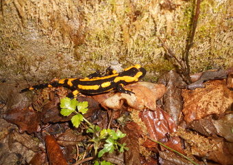 Feuersalamander